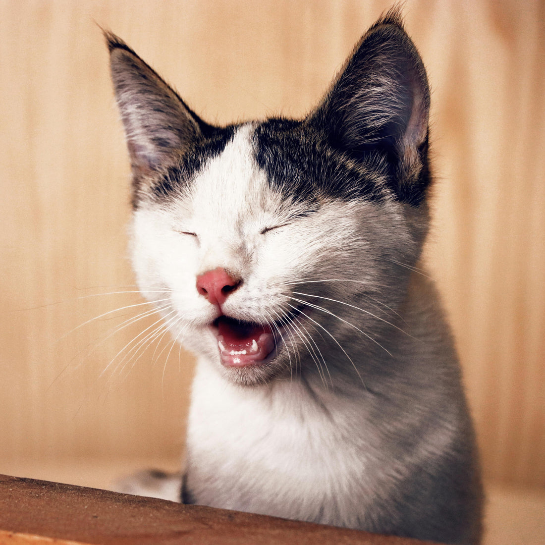Why Do Cats Love Catnip?